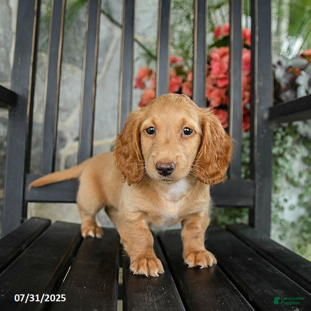 Miniature Dachshund dogs for sale: Chocolate - Image 9