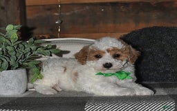 Lhasapoo dogs for sale: Cobi - Image 9