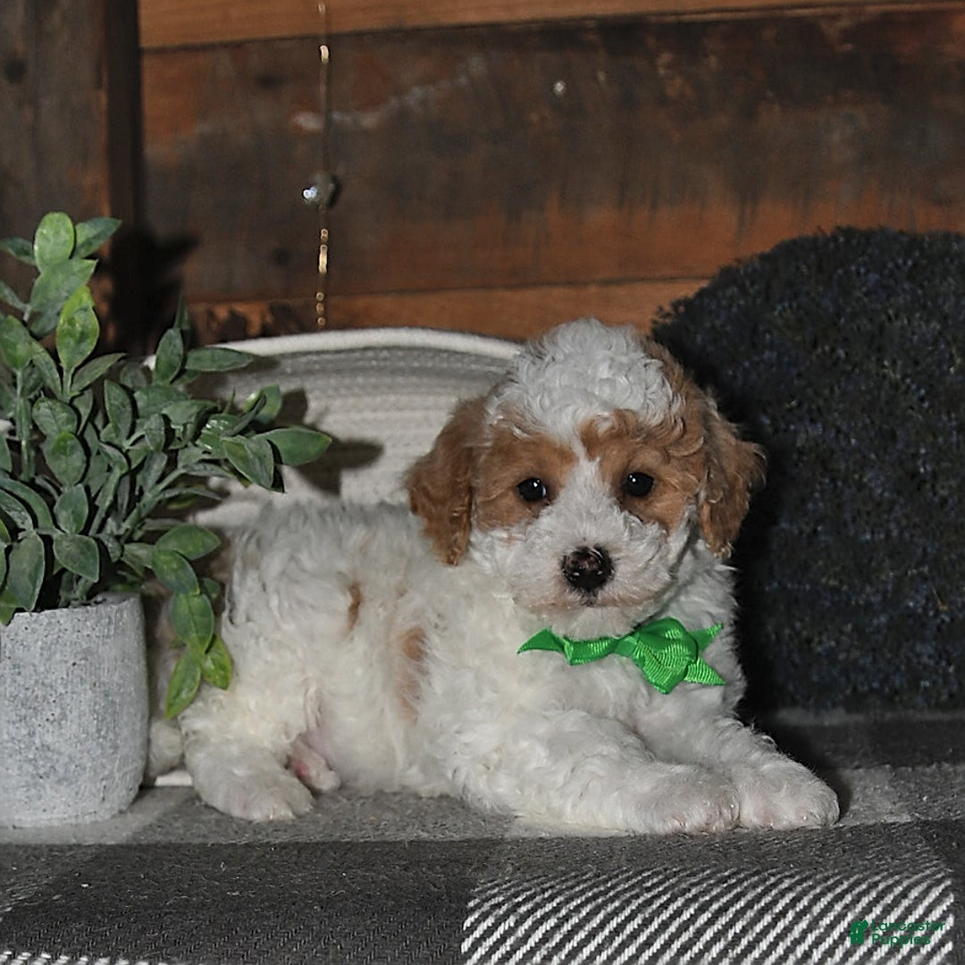 Lhasapoo dogs for sale: Cobi - Image 9