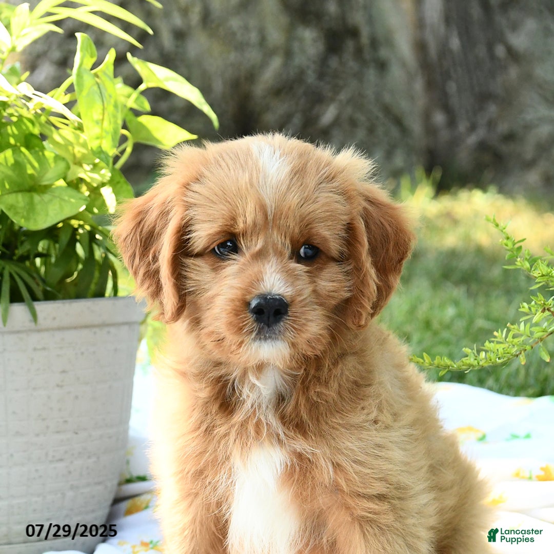 Cavapoo dogs for sale: Rover - Image 3