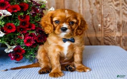 Cavalier King Charles Spaniel dogs for sale: Oliver - Image 1
