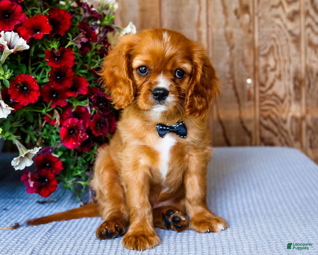 Cavalier King Charles Spaniel dogs for sale: Oliver - Image 1