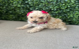 Toy Poodle dogs for sale: Nala - Image 2