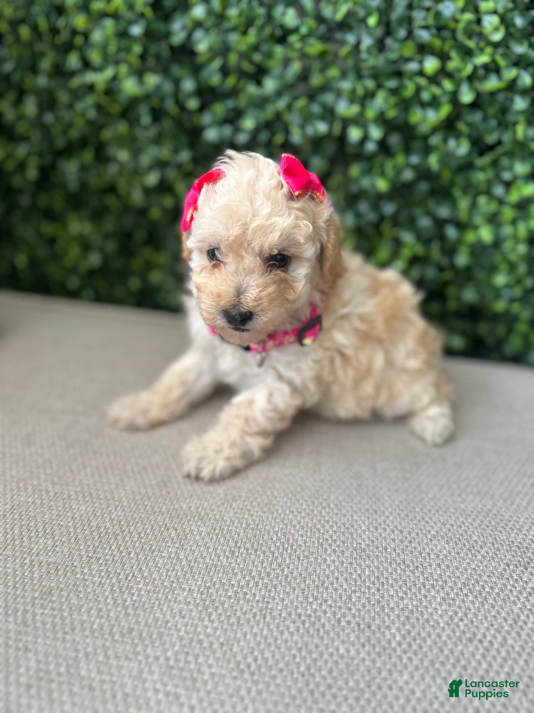 Toy Poodle dogs for sale: Nala - Image 2