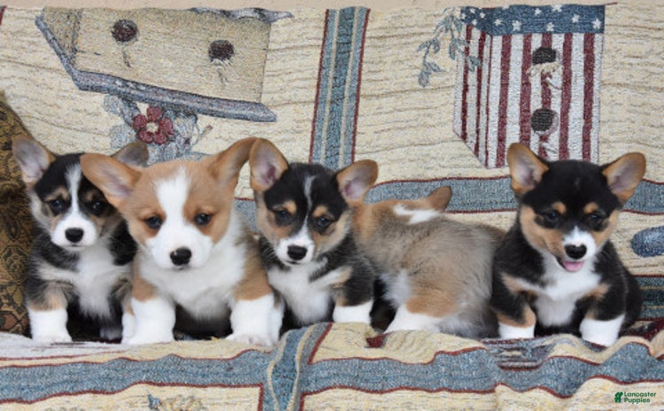 Welsh Corgi Pembroke dogs for sale - Ad 3