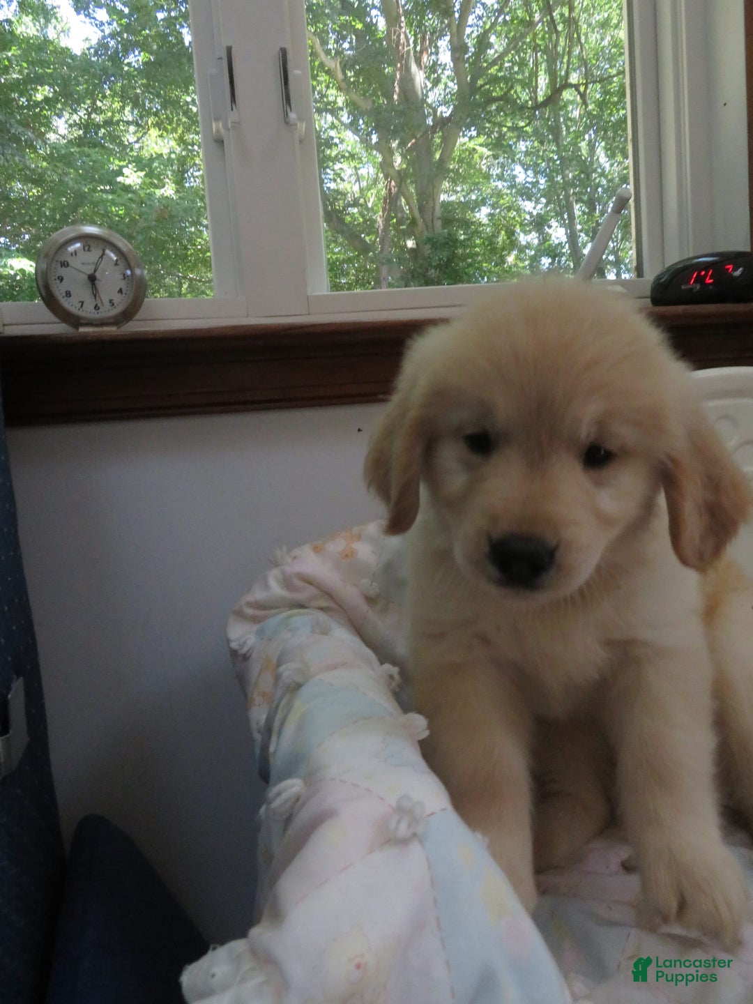 Golden Retriever dogs for sale: Erin - Image 6