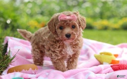 Havapoo dogs for sale: Tabby - Image 6