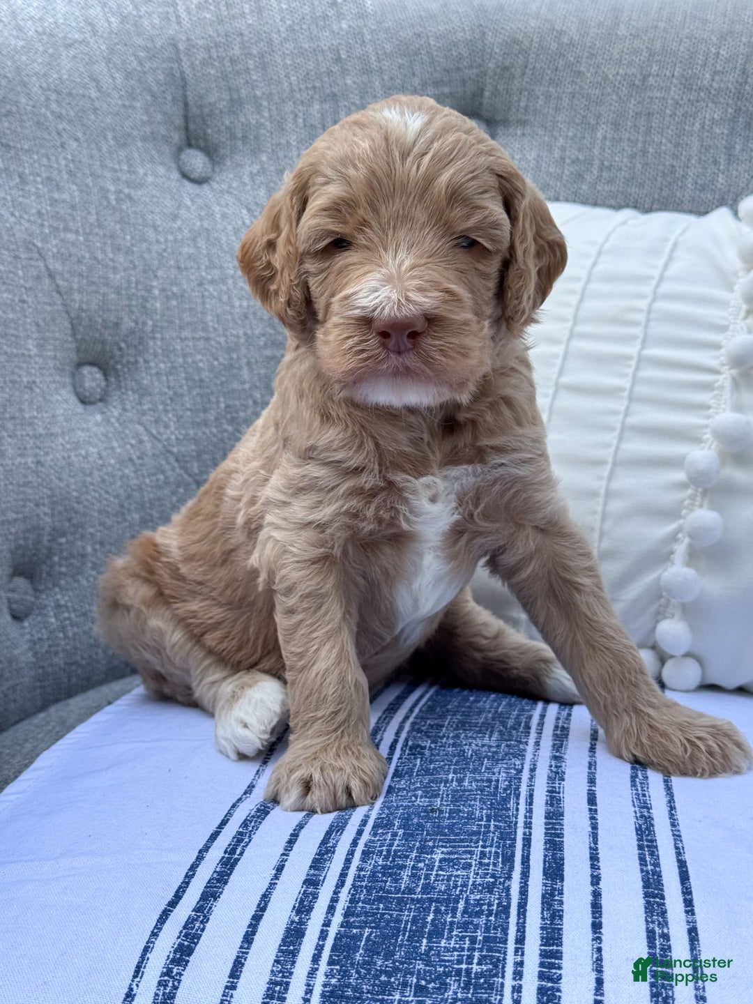 Goldendoodle dogs for sale: Lewis - Image 2
