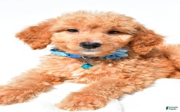 Mini Goldendoodle dogs for sale: Tessa - Image 4