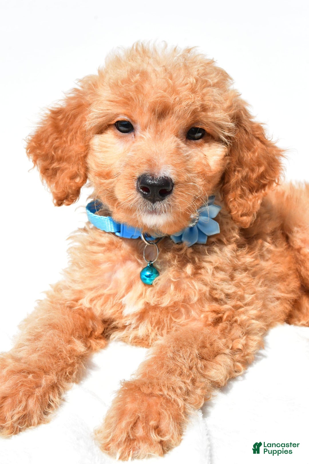Mini Goldendoodle dogs for sale: Tessa - Image 4