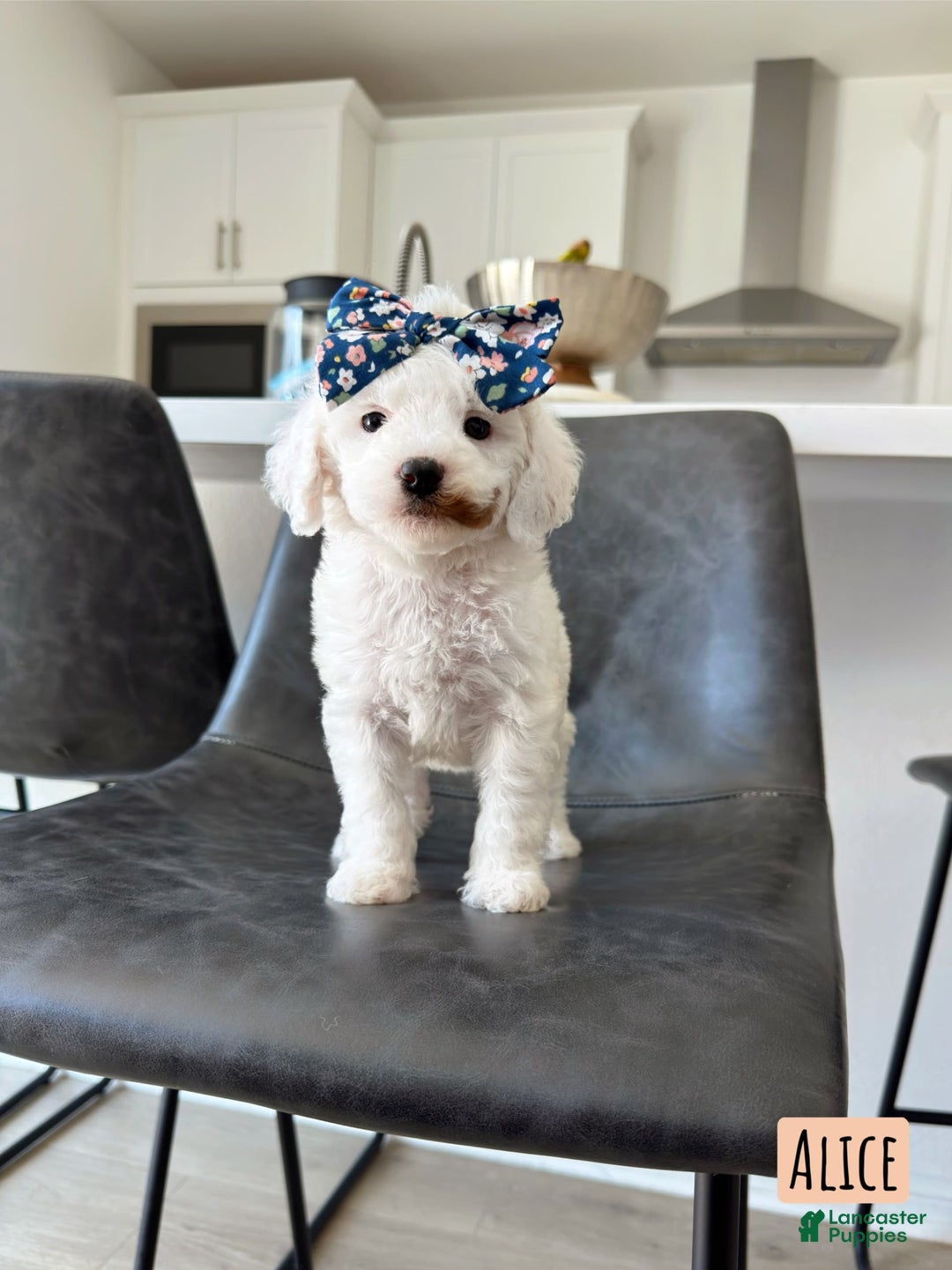 Mini Goldendoodle dogs for sale: Petite Alice - Image 6