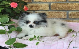 Pomeranian dogs for sale: Sparkle - Image 6
