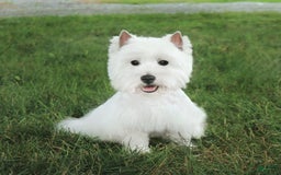 West Highland Terrier dogs for sale: Dove - Image 7