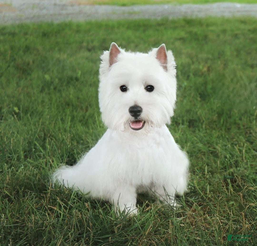 West Highland Terrier dogs for sale: Dove - Image 7