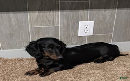 Miniature Dachshund dogs for sale: Coco - Image 11
