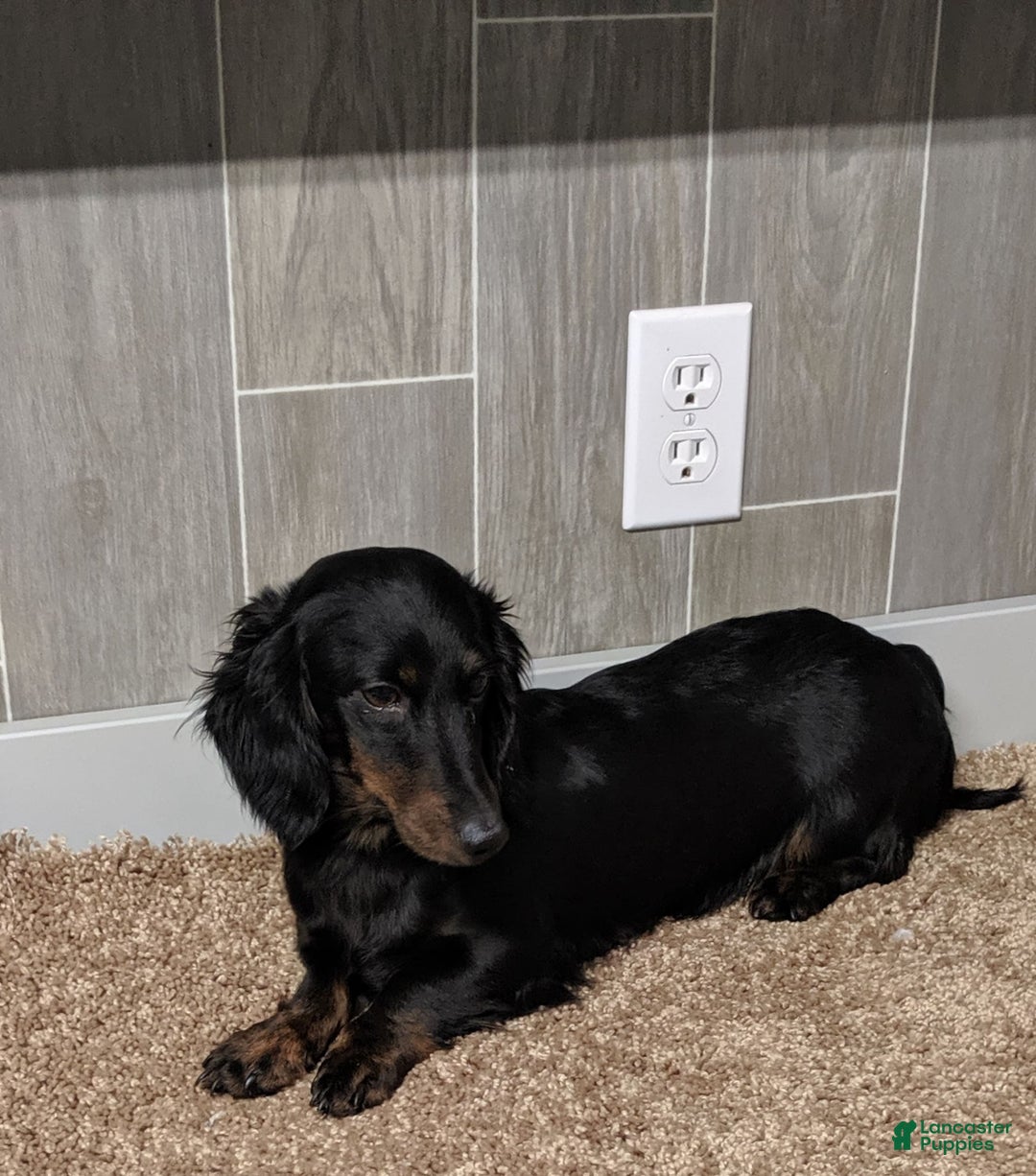 Miniature Dachshund dogs for sale: Coco - Image 11