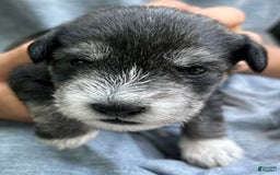 Miniature Schnauzer dogs for sale: Cooper - Image 2