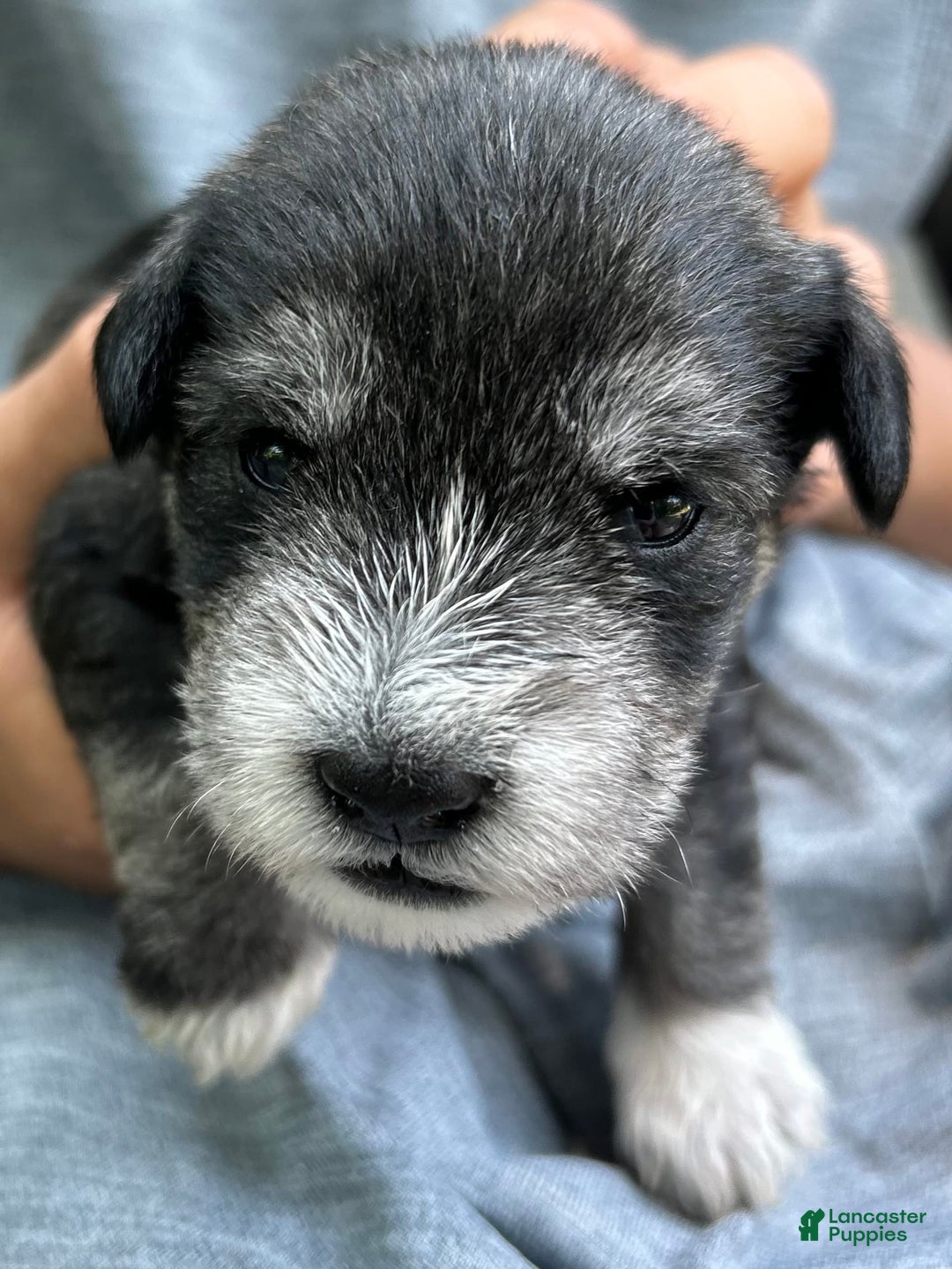 Miniature Schnauzer dogs for sale: Cooper - Image 2