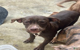 American Pit Bull Terrier dogs for sale: Pup 2 - Image 1