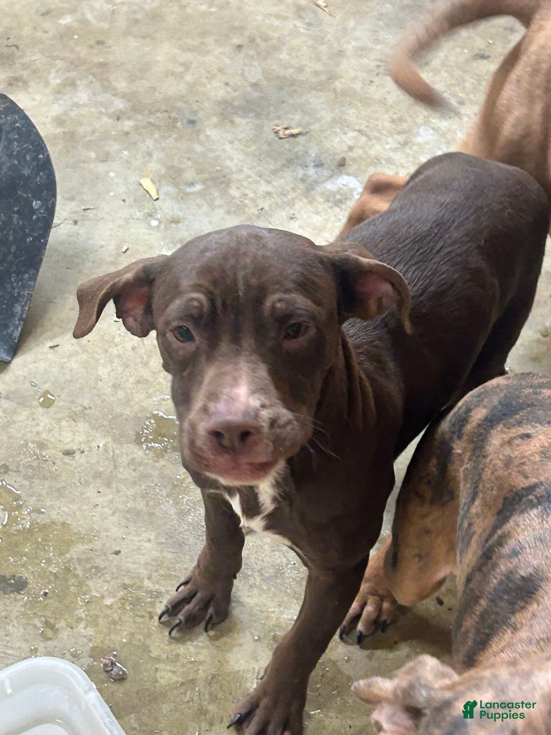 American Pit Bull Terrier dogs for sale: Pup 2 - Image 1