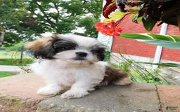Shih Tzu dogs for sale: Dallas - Image 8