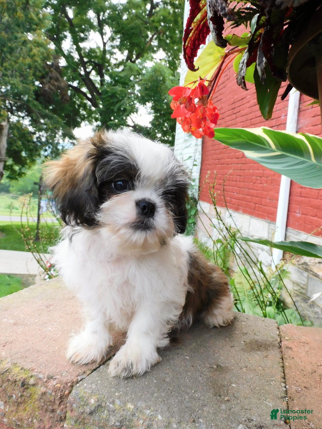 Shih Tzu dogs for sale: Dallas - Image 8