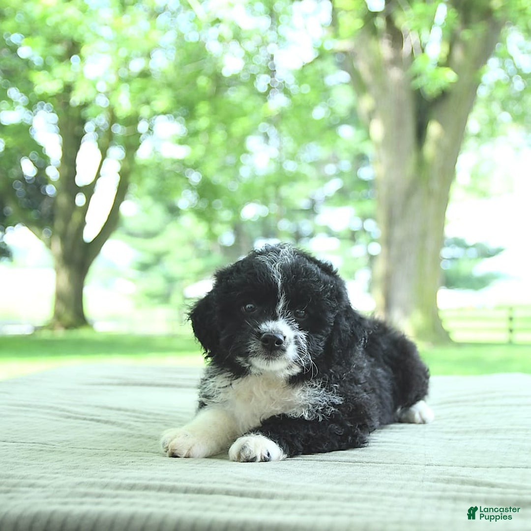 Mini Aussiedoodle dogs for sale: Wade - Image 2