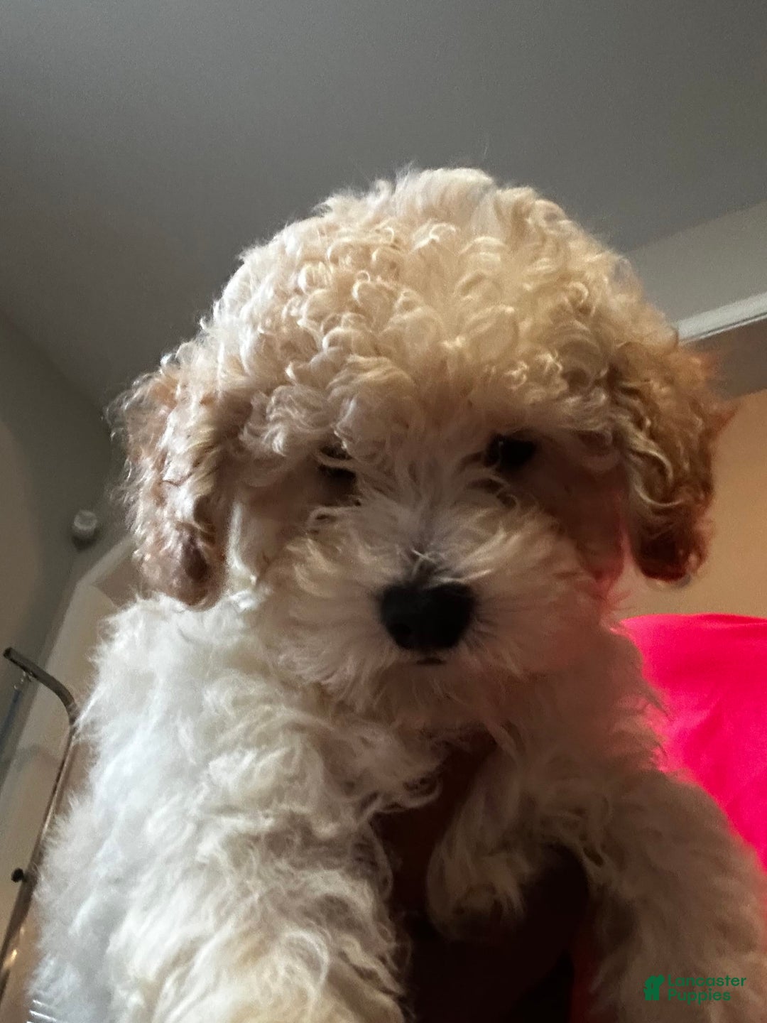 Maltipoo dogs for sale: Laren - Image 3