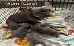 French Bulldog dogs for sale: Nil - Image 3
