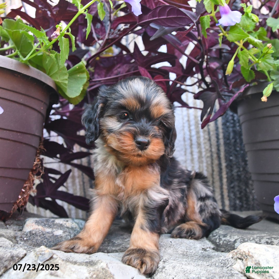 Cockapoo dogs for sale: Smores - Image 2