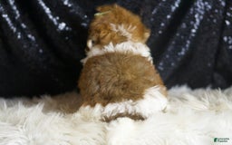 Yorkiepoo dogs for sale: Archie - Image 4