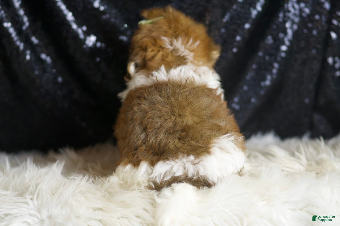 Yorkiepoo dogs for sale: Archie - Image 4