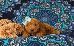 Mini Goldendoodle dogs for sale: Giovanna Hypoallergenic - Image 3