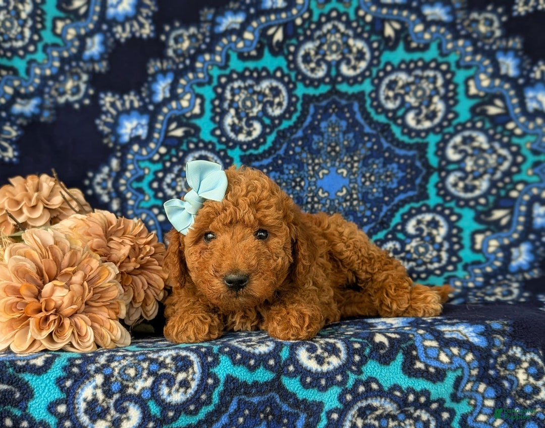 Mini Goldendoodle dogs for sale: Giovanna Hypoallergenic - Image 3