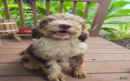 Bernedoodle dogs for sale: Coco - Image 6