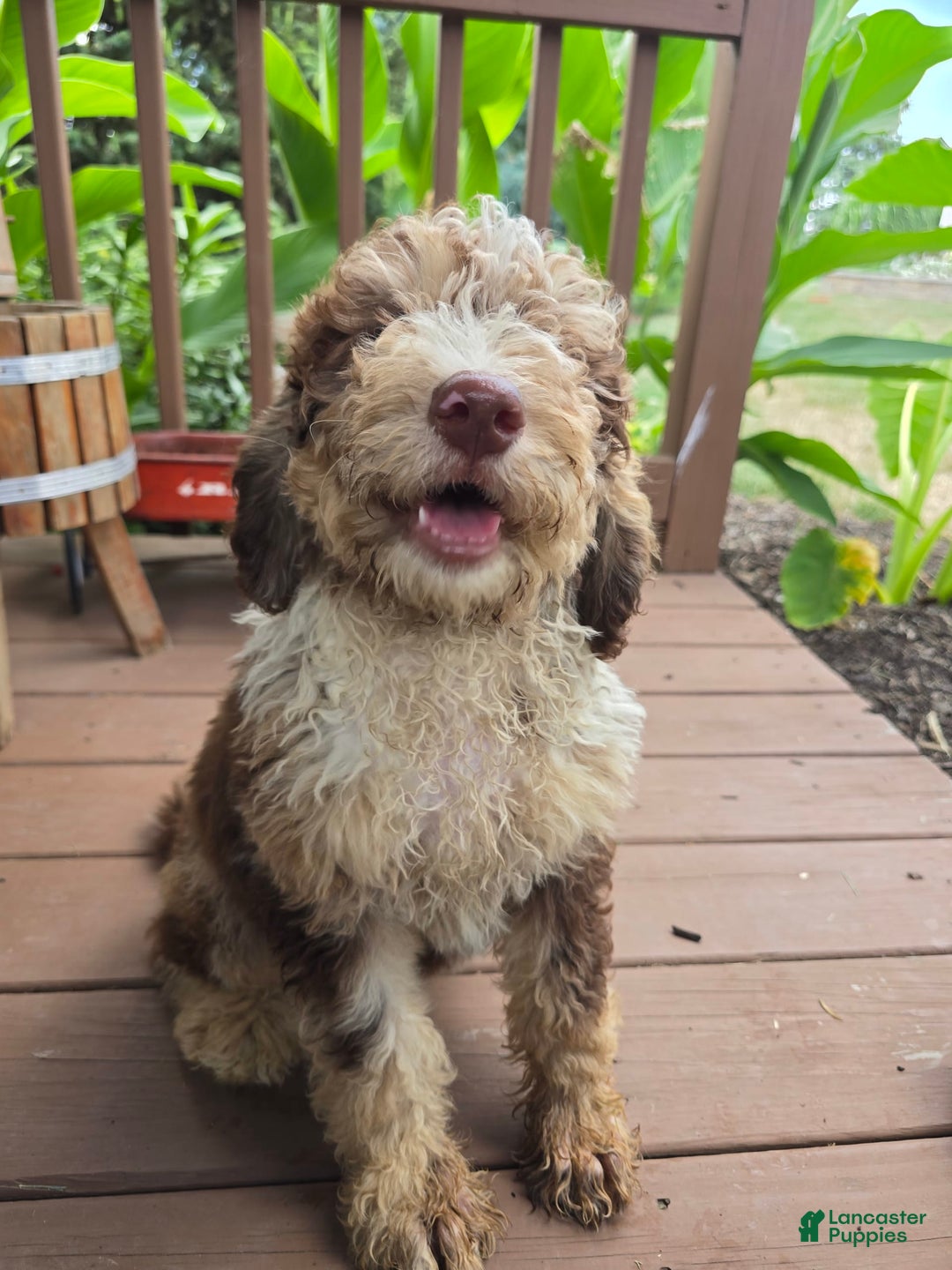 Bernedoodle dogs for sale: Coco - Image 6