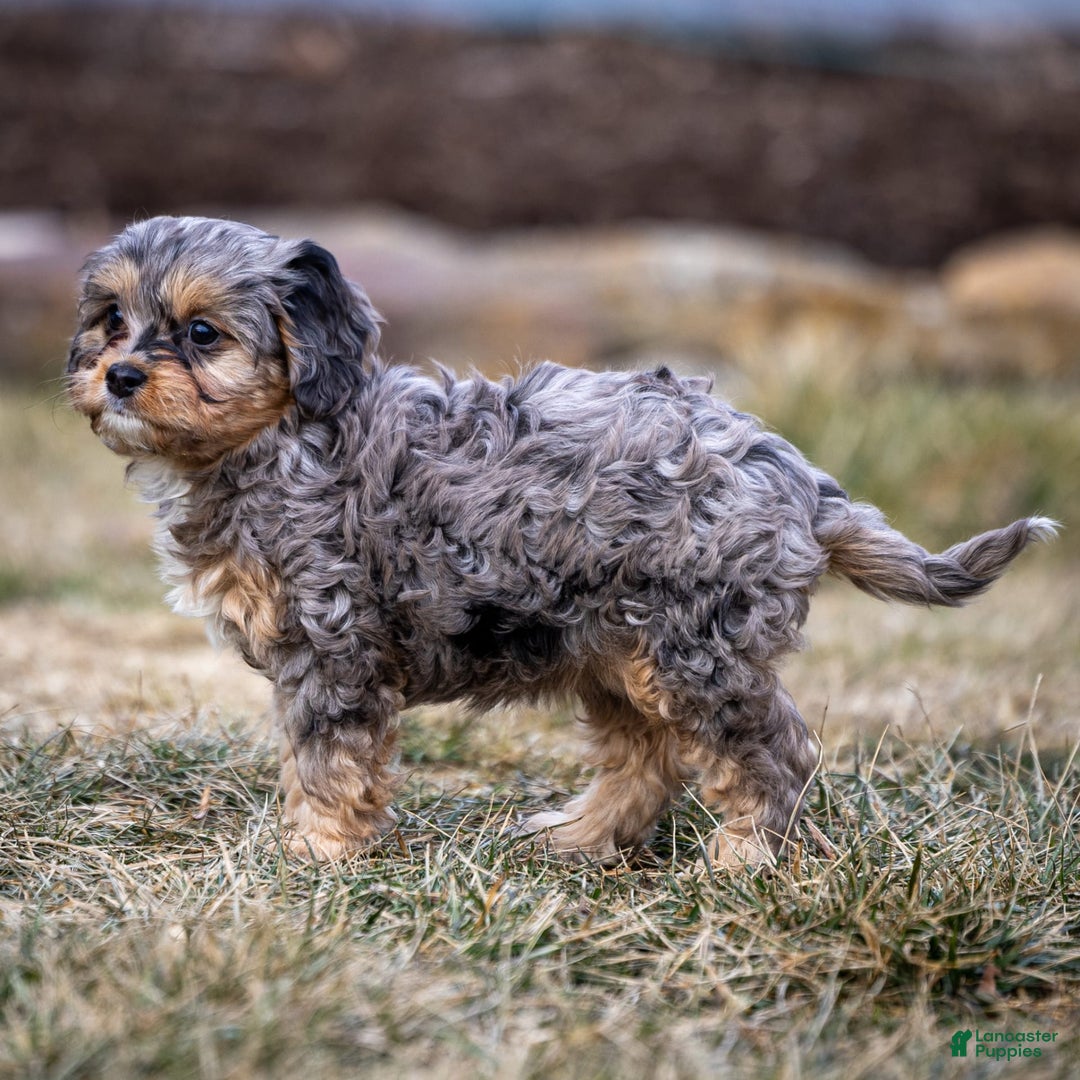 Cavapoo dogs for sale: Pumba - Image 18
