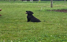 Labrador Retriever dogs for sale: Chelsea - Image 3