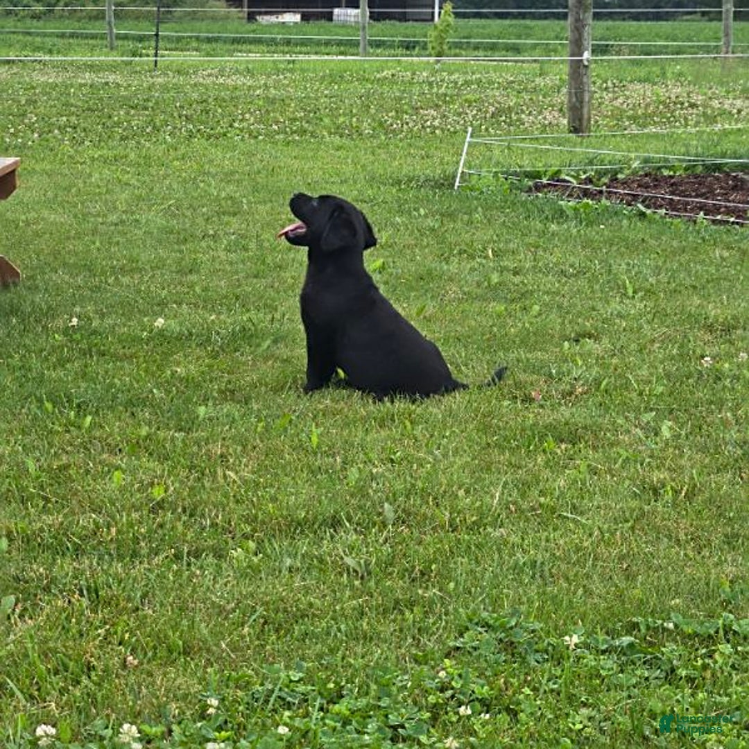 Labrador Retriever dogs for sale: Chelsea - Image 3