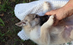 Gerberian Shepsky dogs for sale: Buddy - Image 1