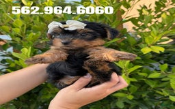 Yorkshire Terrier dogs for sale: Yorkshire Terrier Puppies - Image 2