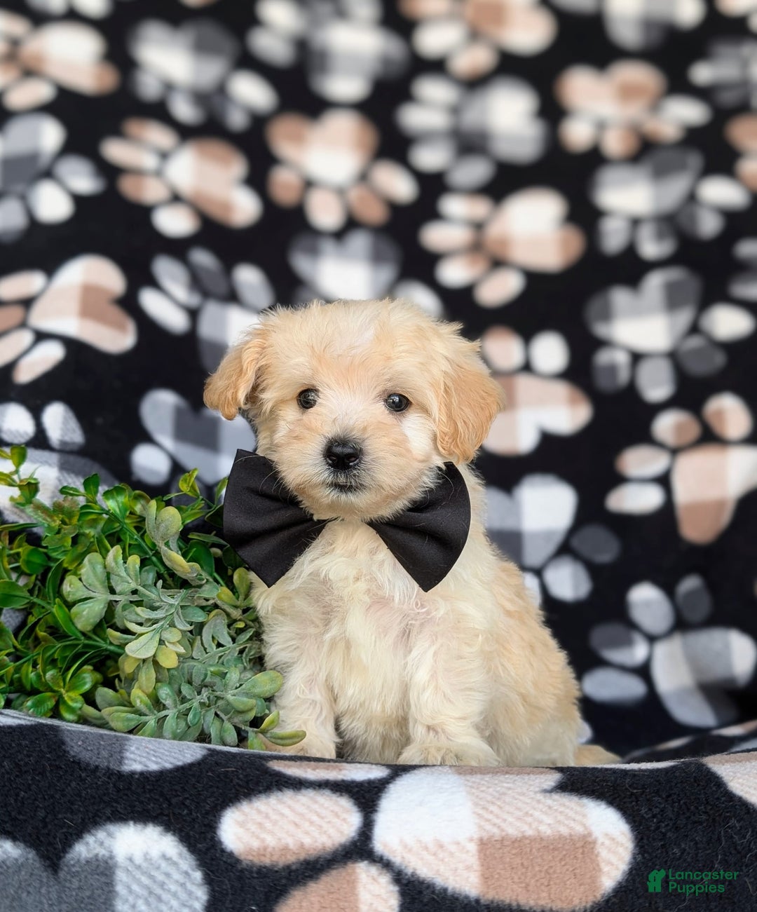 Maltipoo dogs for sale: Jules 7 Lbs Full Grown - Image 1