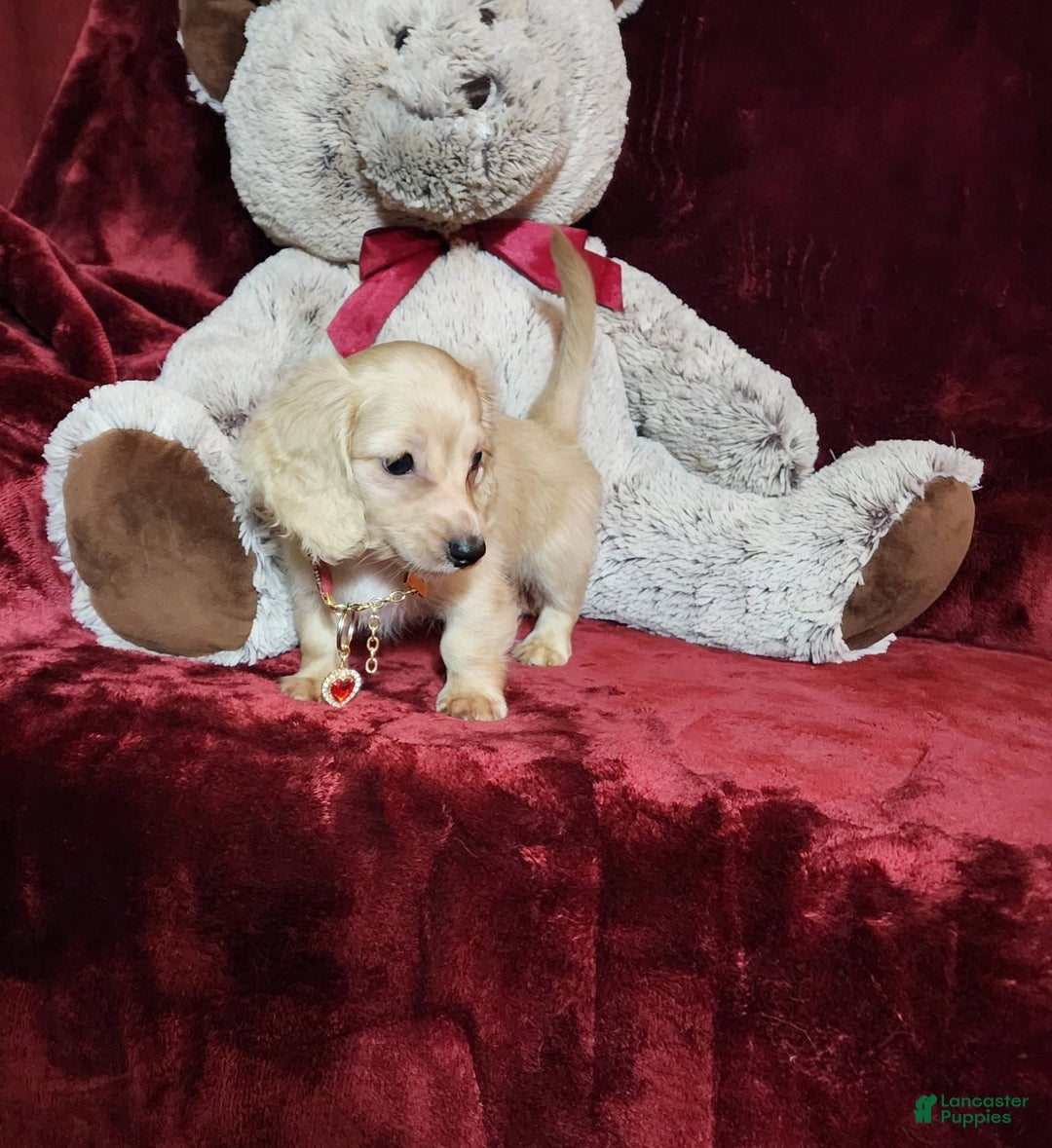 Miniature Dachshund dogs for sale: Nugget - Image 9