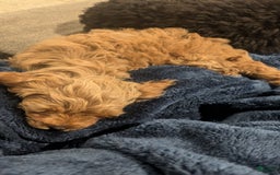 Cockapoo dogs for sale: Bailey - Image 13