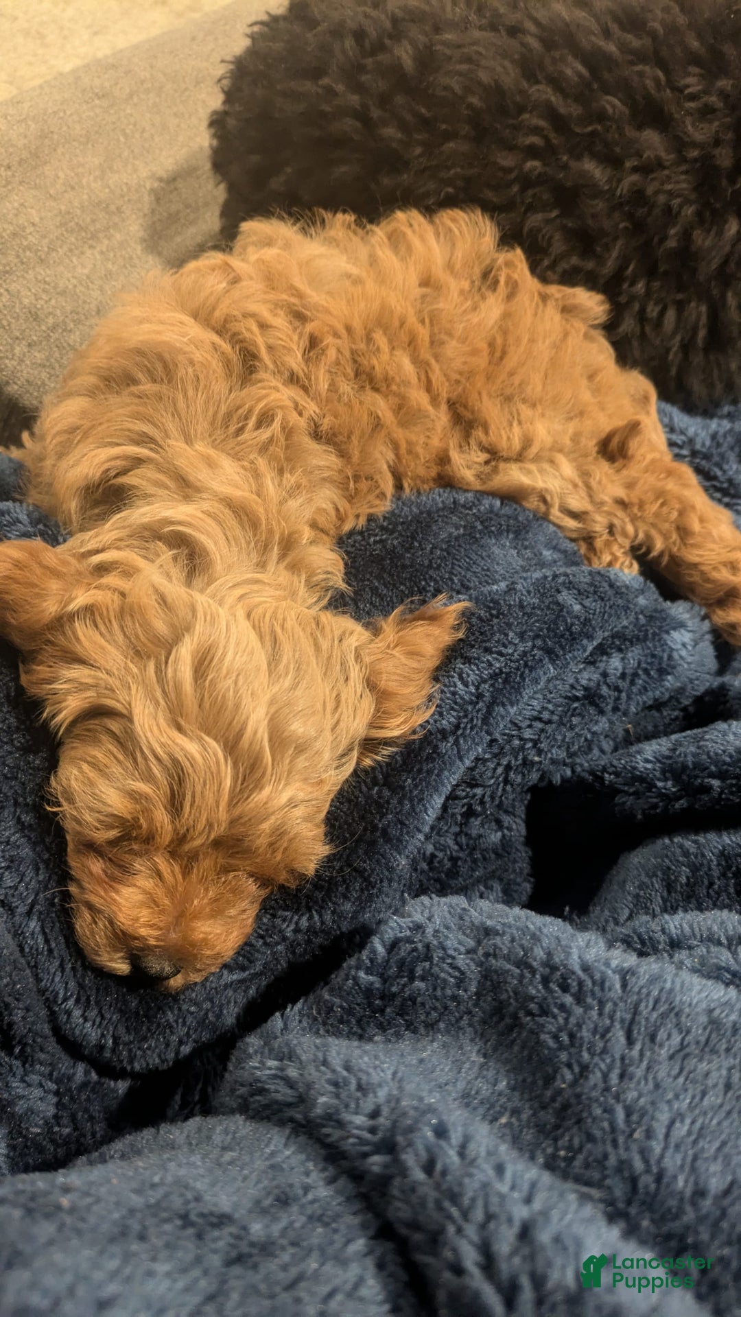Cockapoo dogs for sale: Bailey - Image 13
