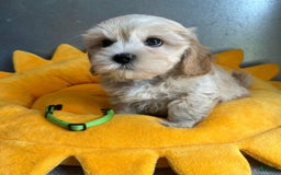 Maltipoo dogs for sale: Dora - Image 1