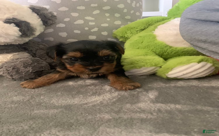 Yorkshire Terrier dogs - Advert 1