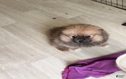 Pomeranian dogs for sale: Baxter - Image 1