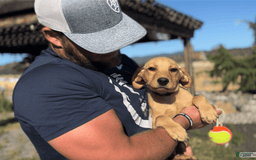 Labrador Retriever dogs for sale: Mufasa - Image 14