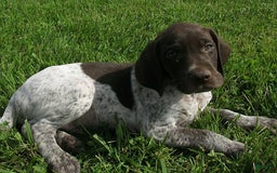 German Shorthaired Pointer dogs for sale: Martin - Image 2